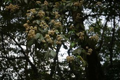 Walsura trifoliolata var. trifoliolata